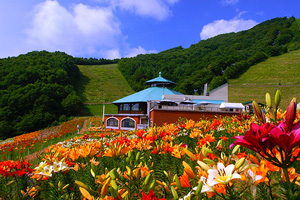 尾瀬岩倉ゆり園